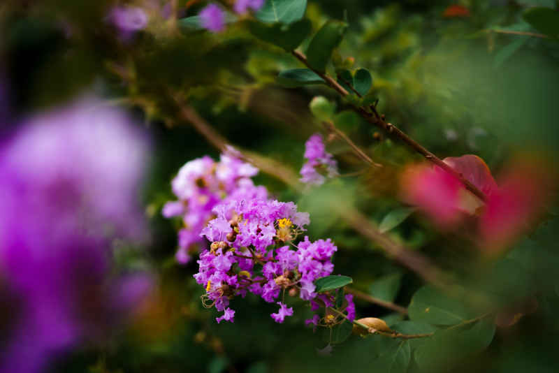 紫薇花 6