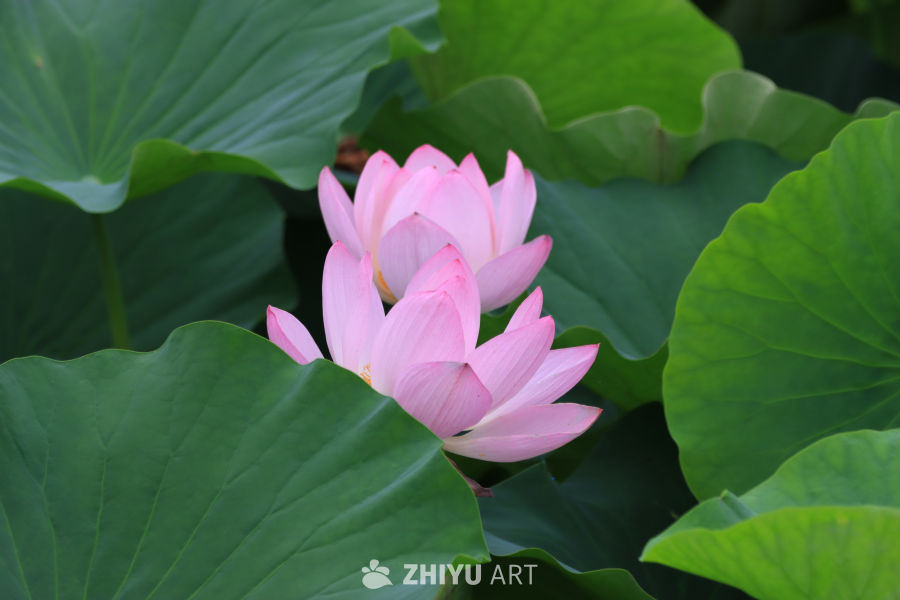 荷花 56