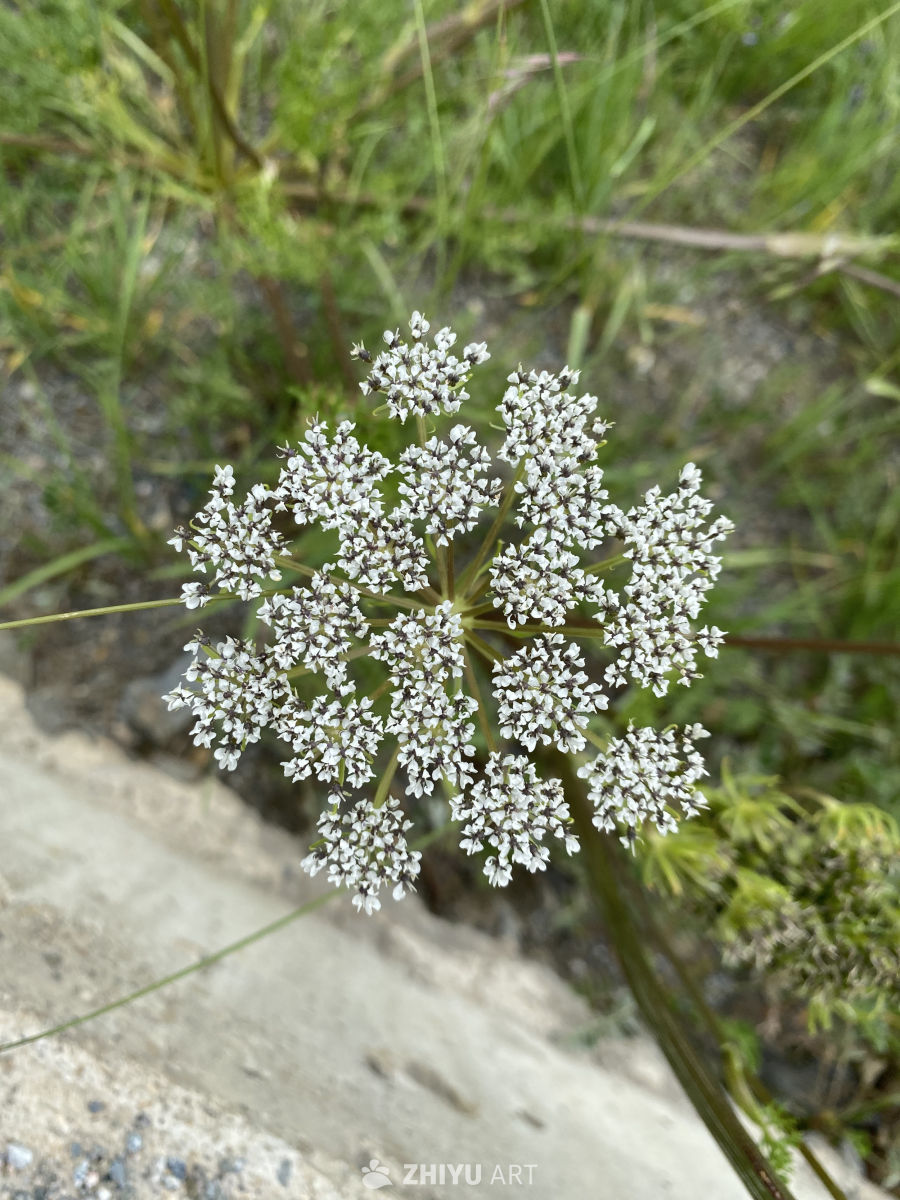 伞形小白花