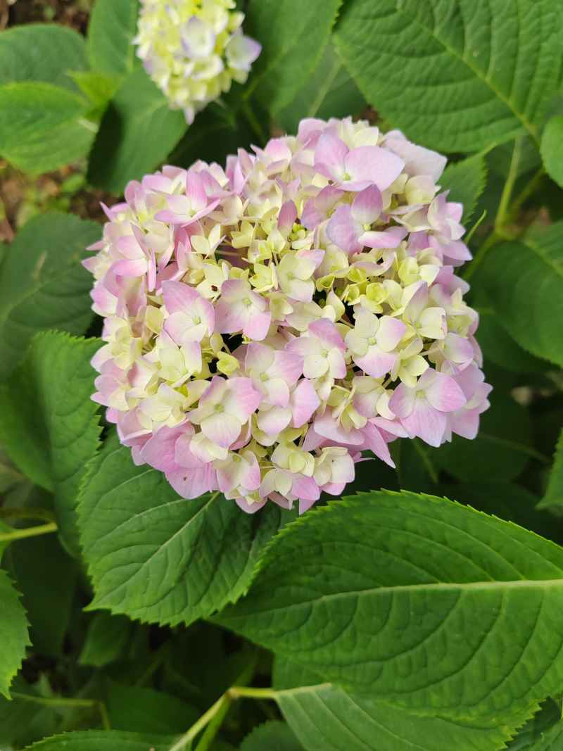 方绣球花