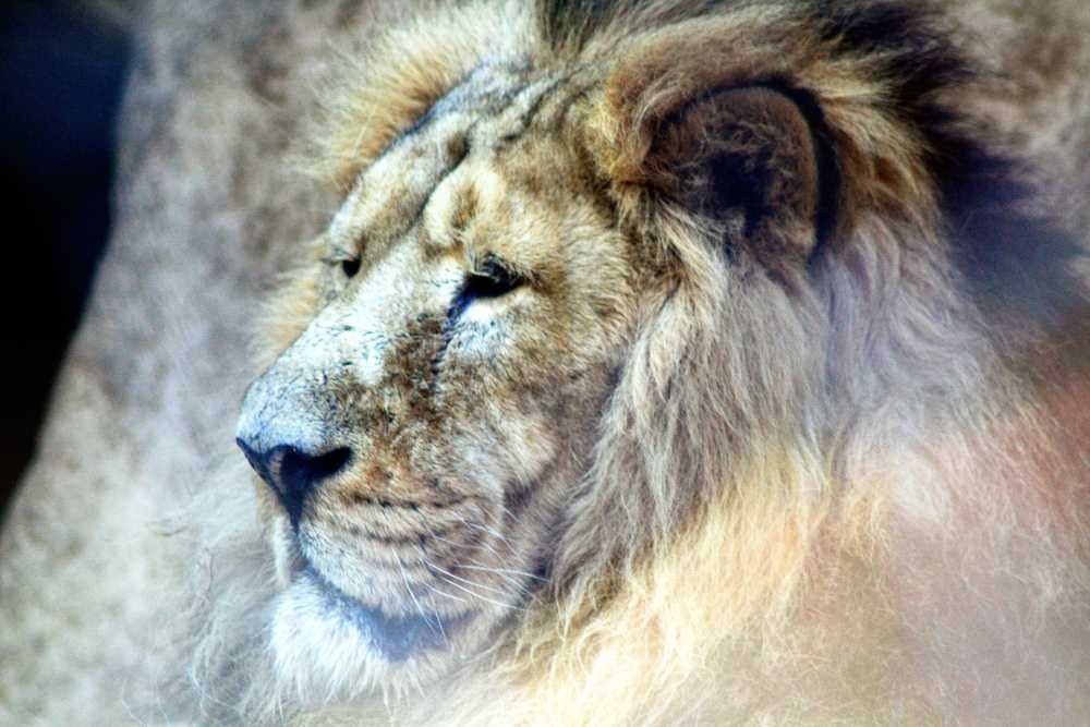 狮子动物捕食者非洲