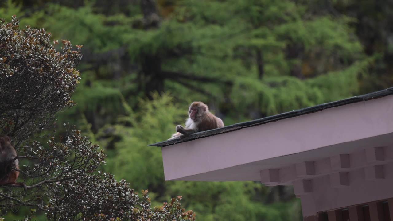 川西 视频合集 43