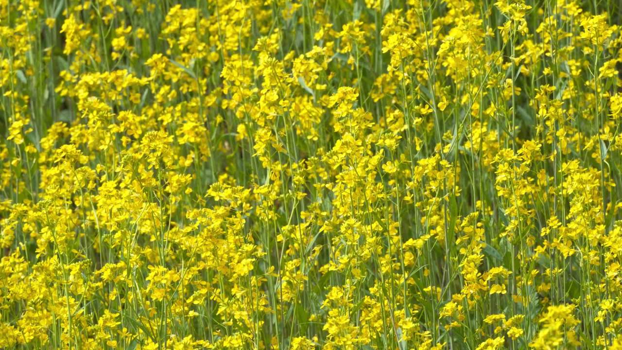 春天农村油菜花田野 46