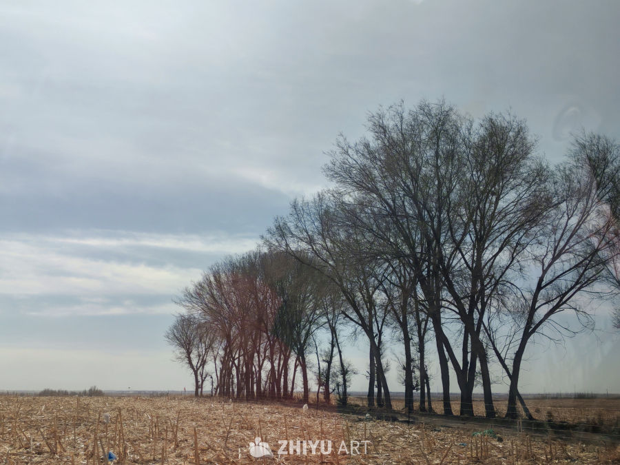 秋末的田野与枯树