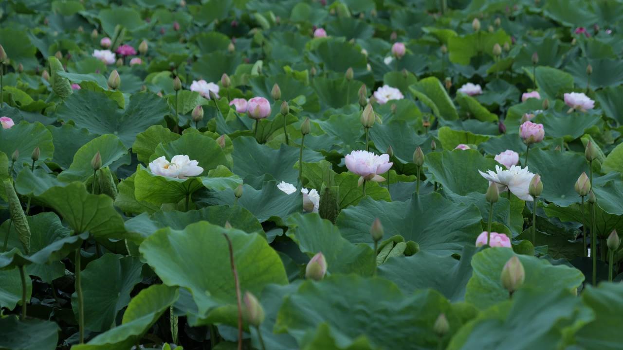 荷花 12