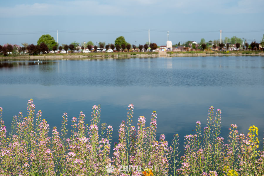 油菜花海 2