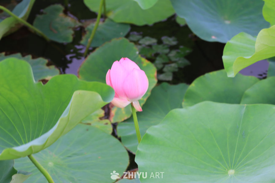 荷花 9