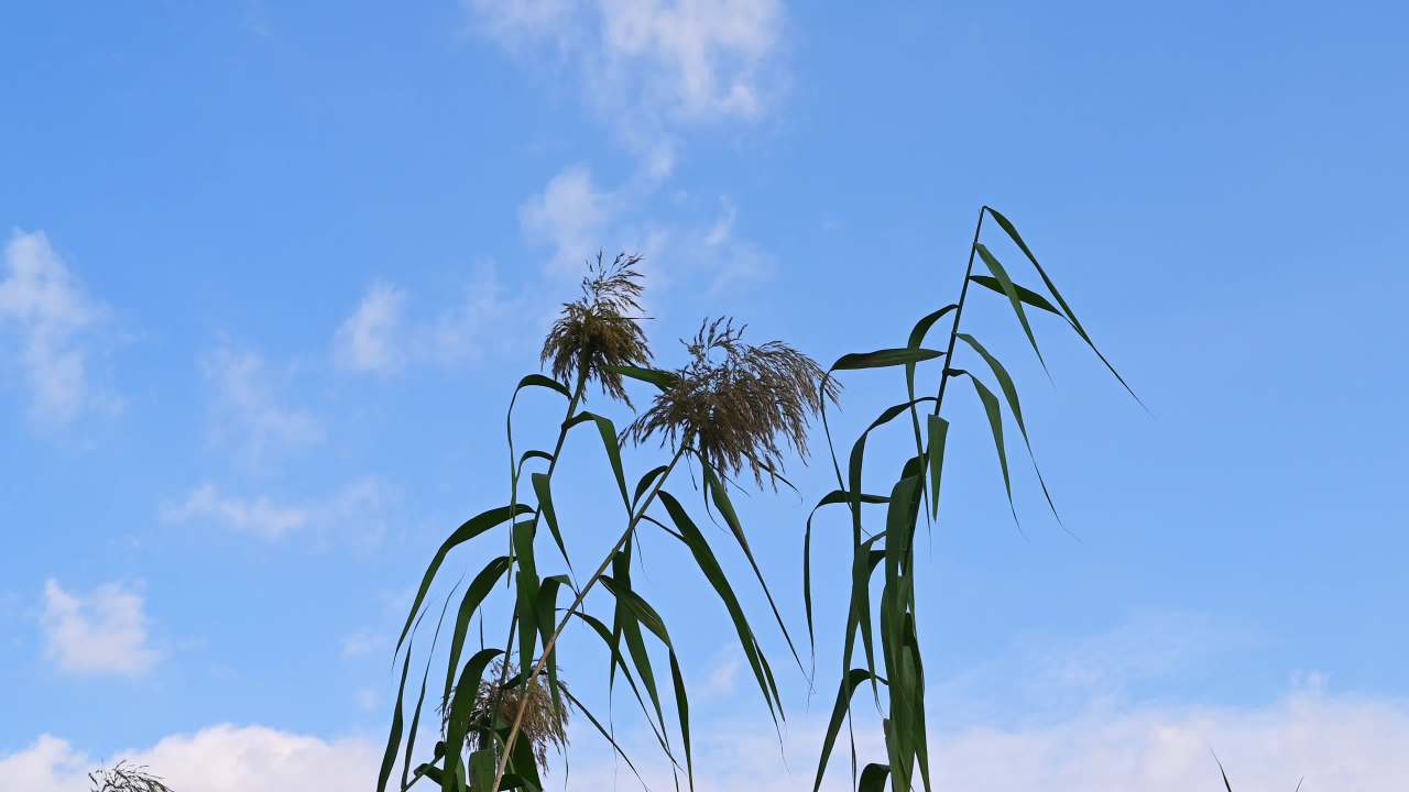 公园植物阳光下空镜头素材 11