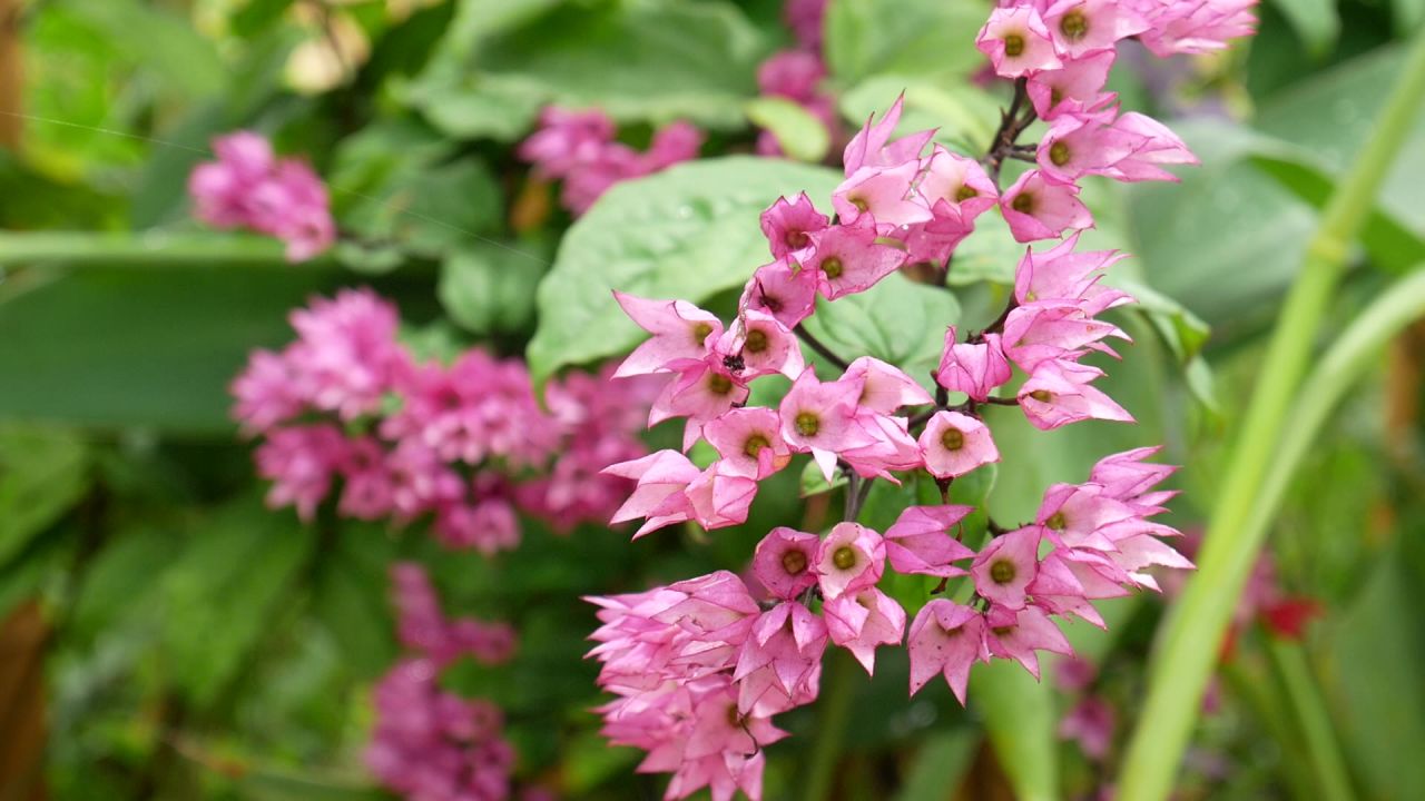 微风中的龙吐珠特写