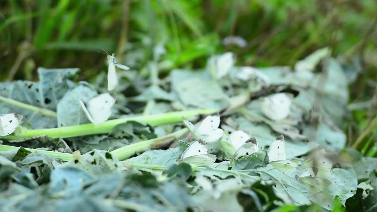 蝴蝶在绿叶间飞舞