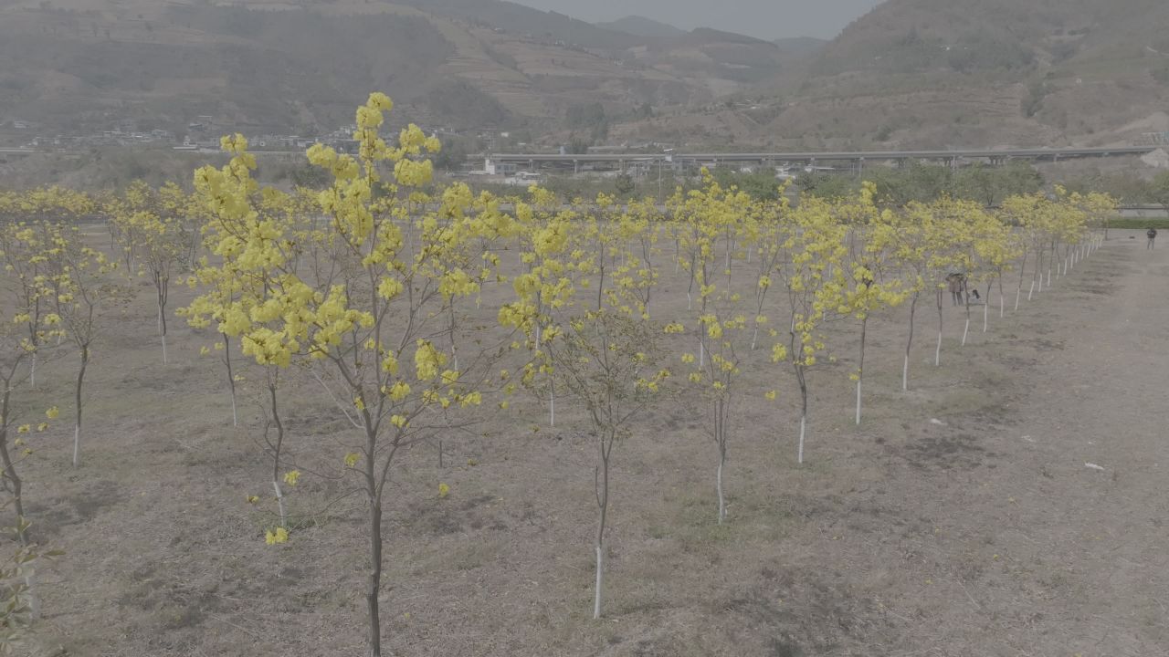 花海航拍 36