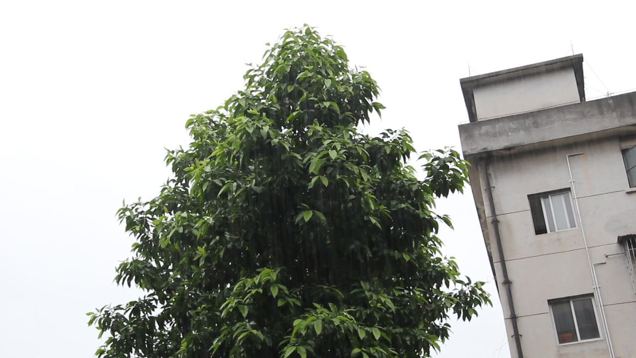 大雨中的白兰树和楼房