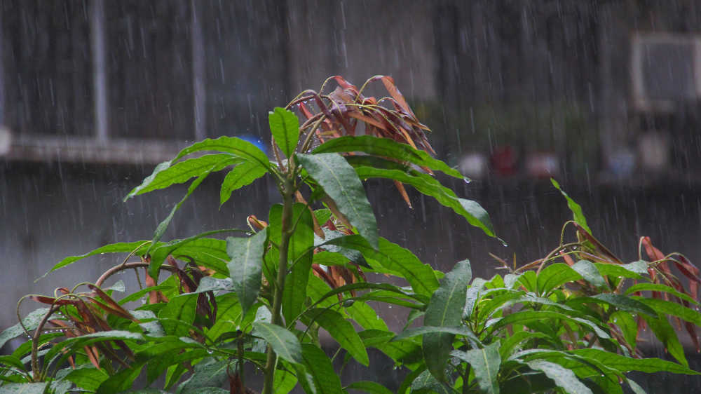 大雨中芒果树梢