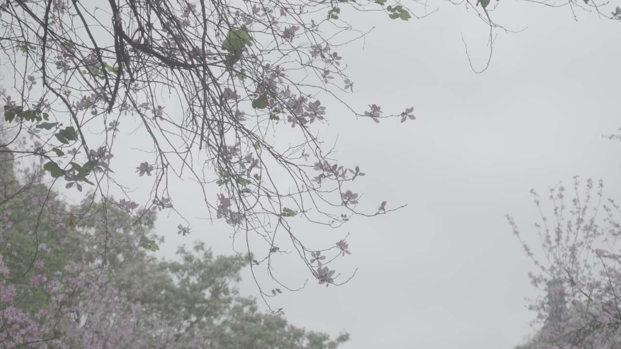 紫荆花 8