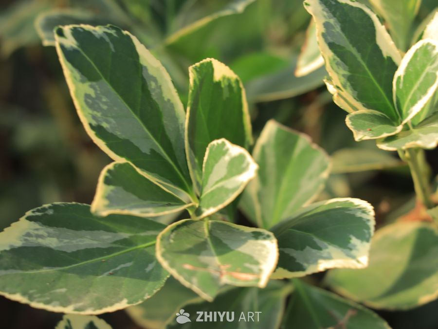 夏日里生机勃勃的植物