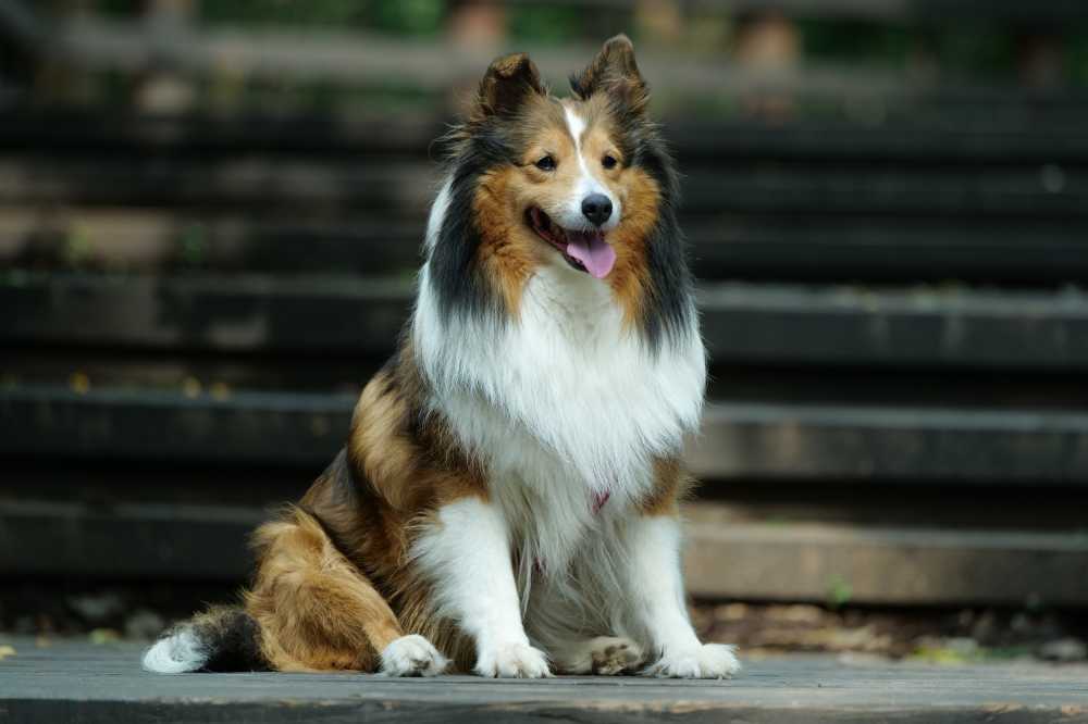 喜乐蒂牧羊犬