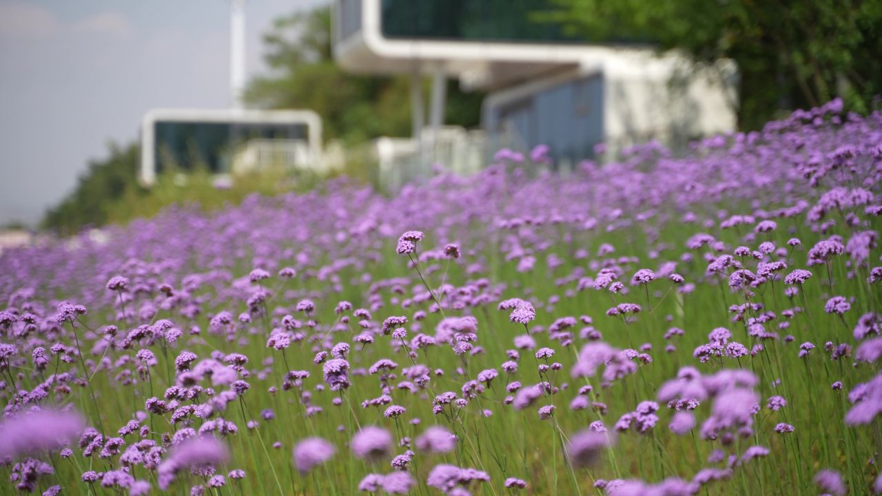 花海