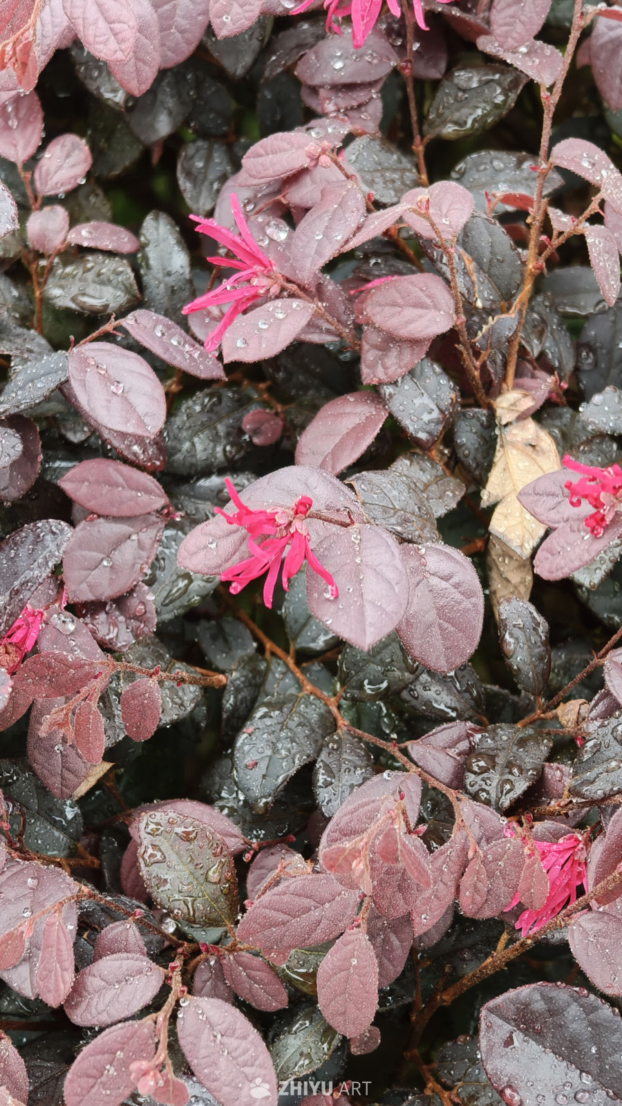 雨后红花檵木