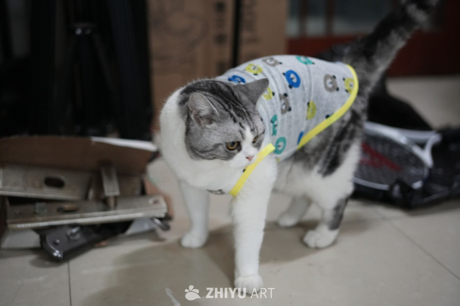猫咪 15