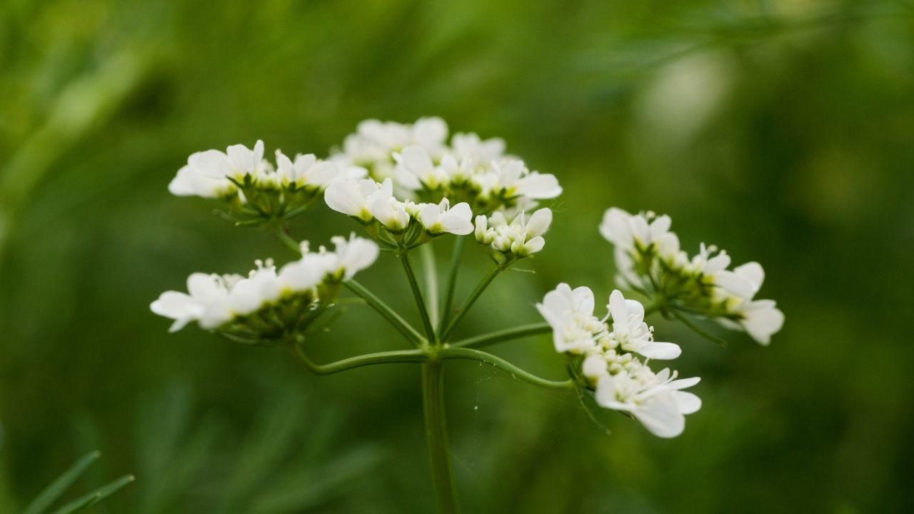春天花朵花卉4K实拍空镜