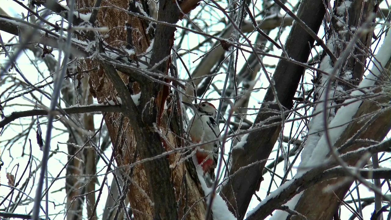 啄木鸟冬季西伯利亚雪