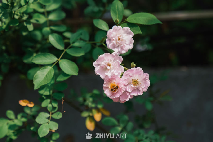春末的蔷薇花 21