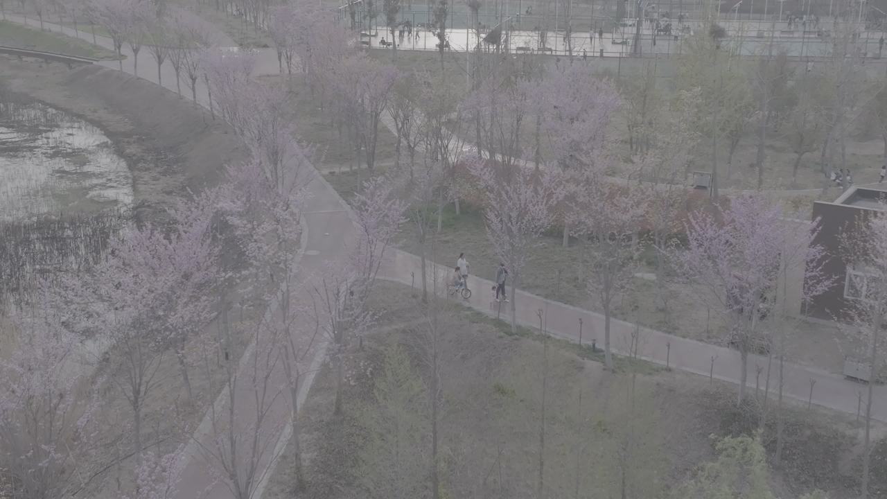 樱花下的悠闲时光