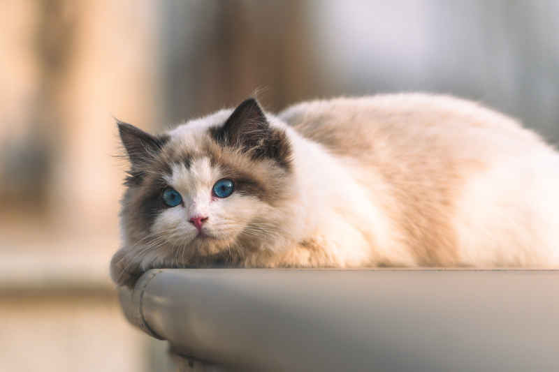 校园的布偶猫 2