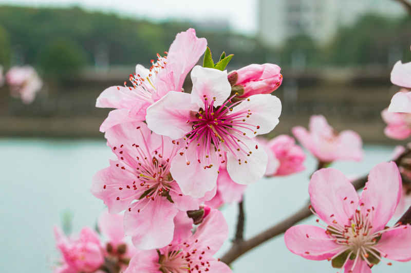 春日的花朵 3