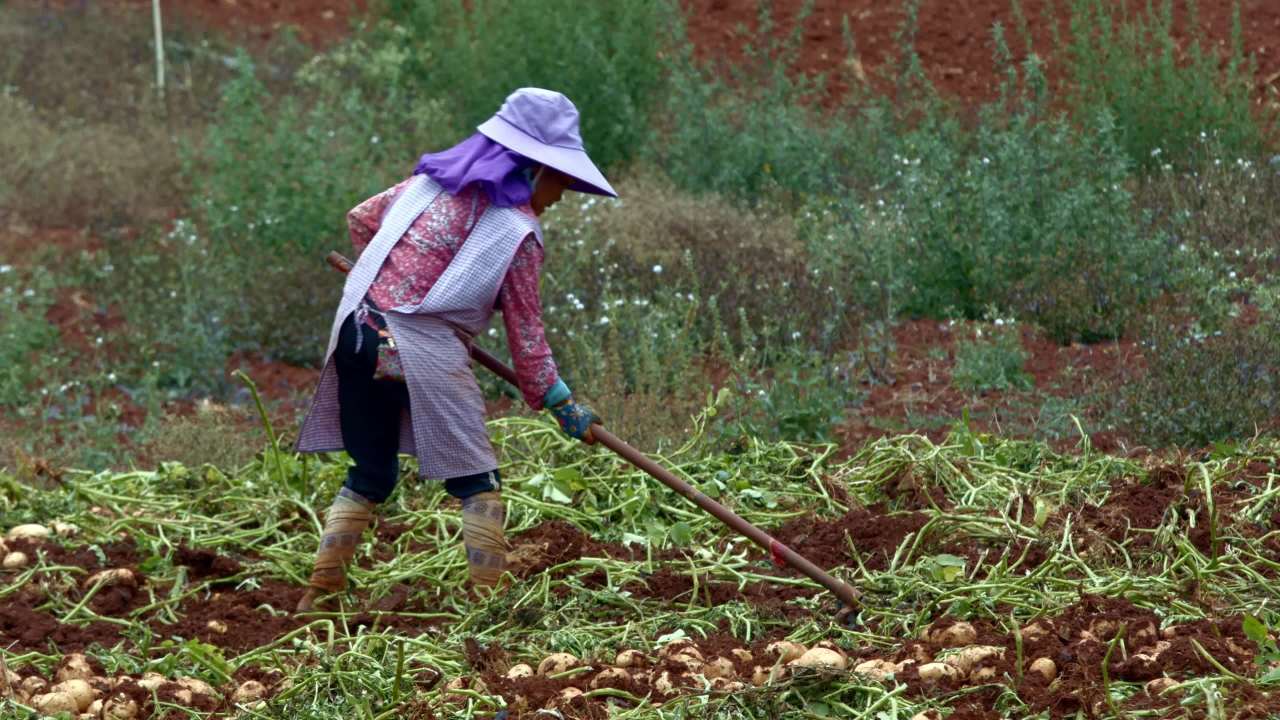 农民在土豆田里锄地
