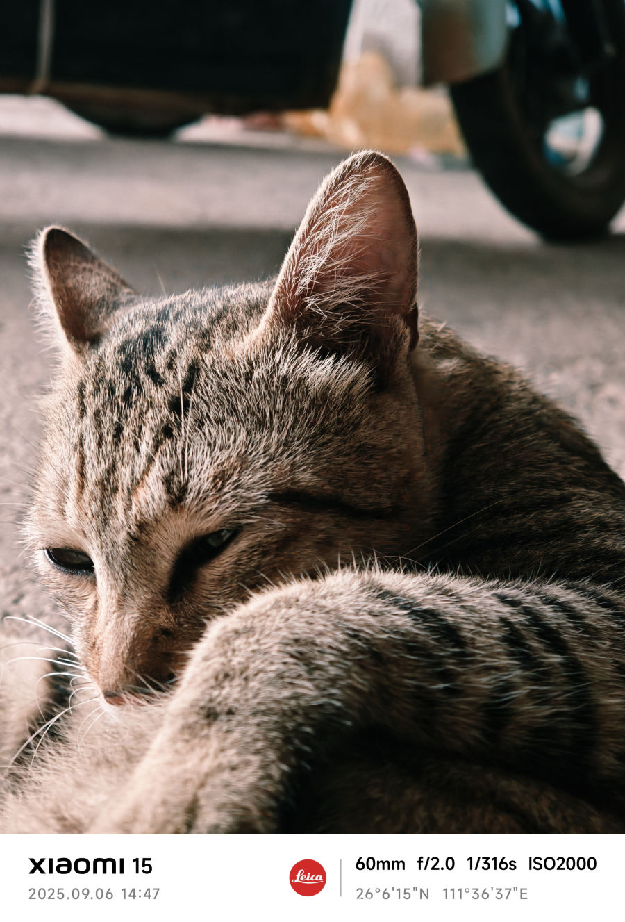 猫在休憩的时候