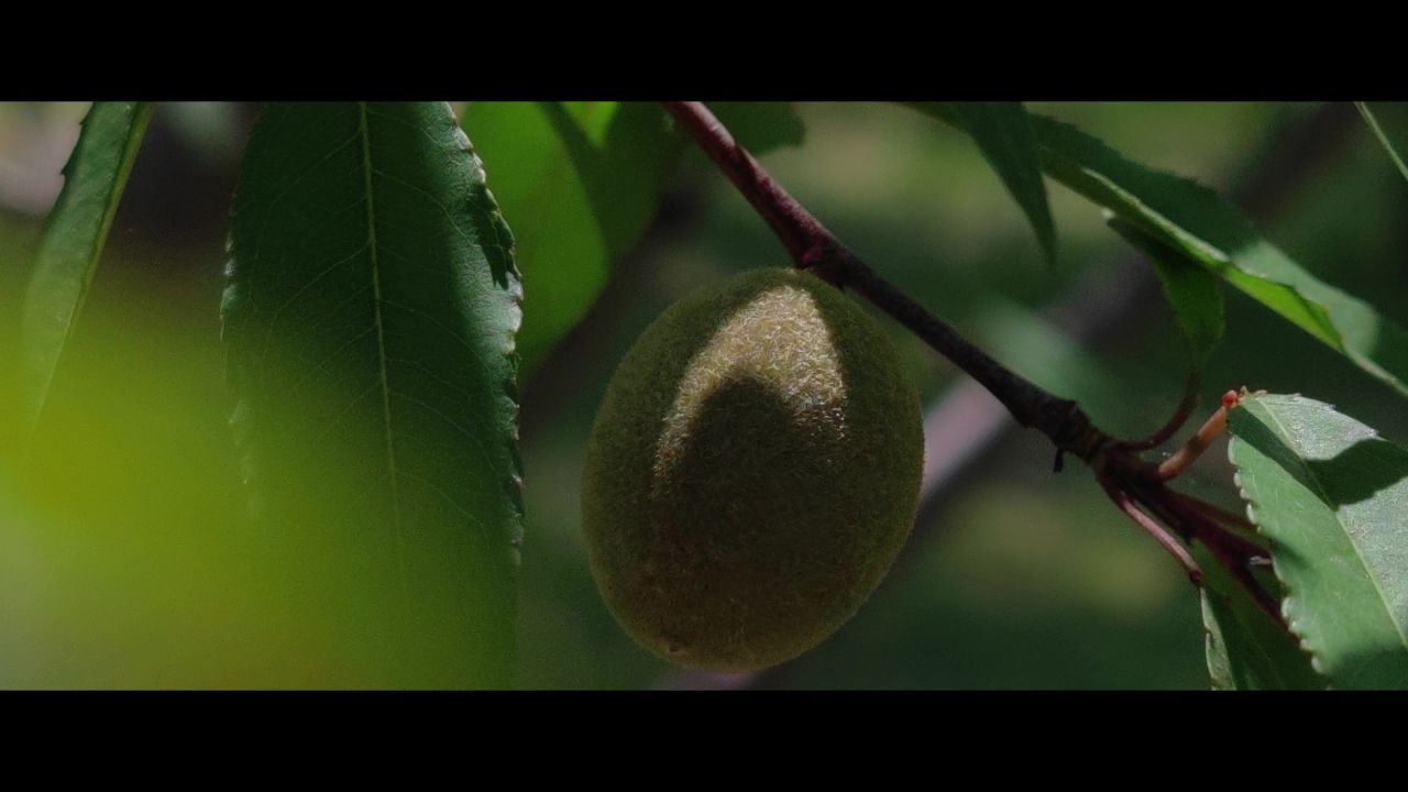 毛桃（8K）~2