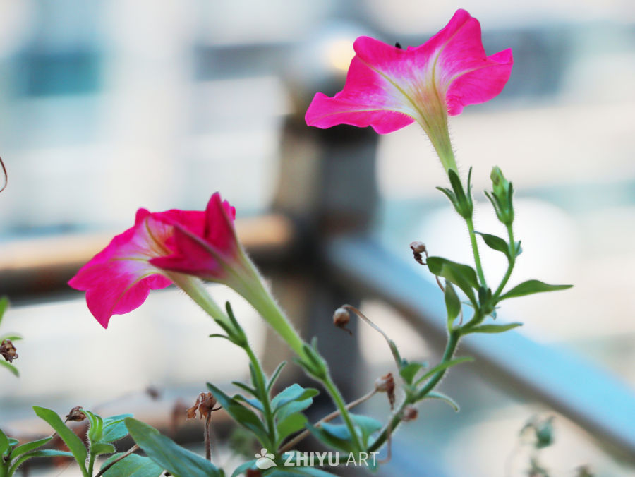 夏日窗台盛开的粉色鲜花