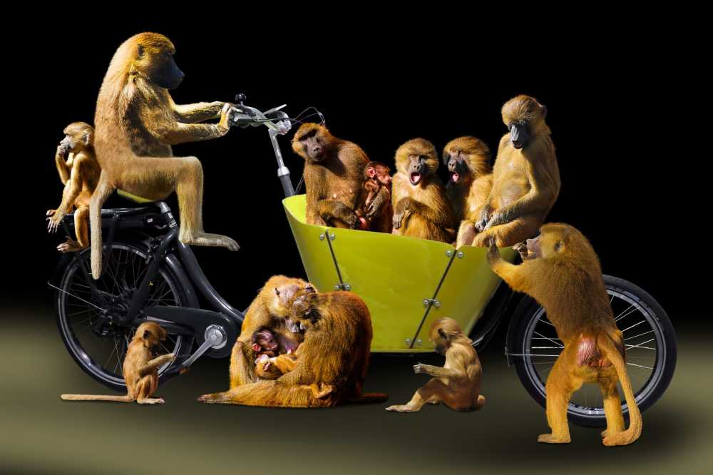 动物世界猿作曲家庭