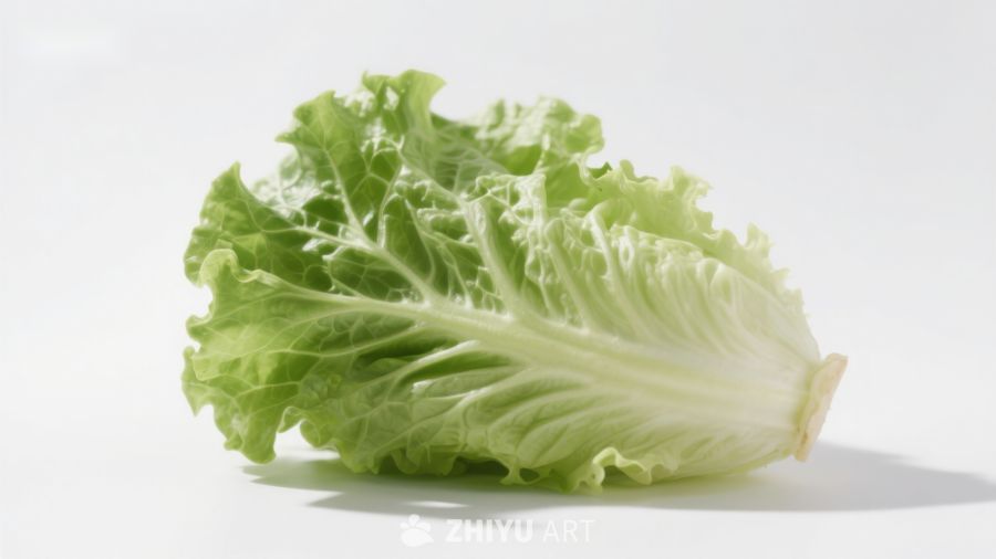 新鲜生菜叶片特写
