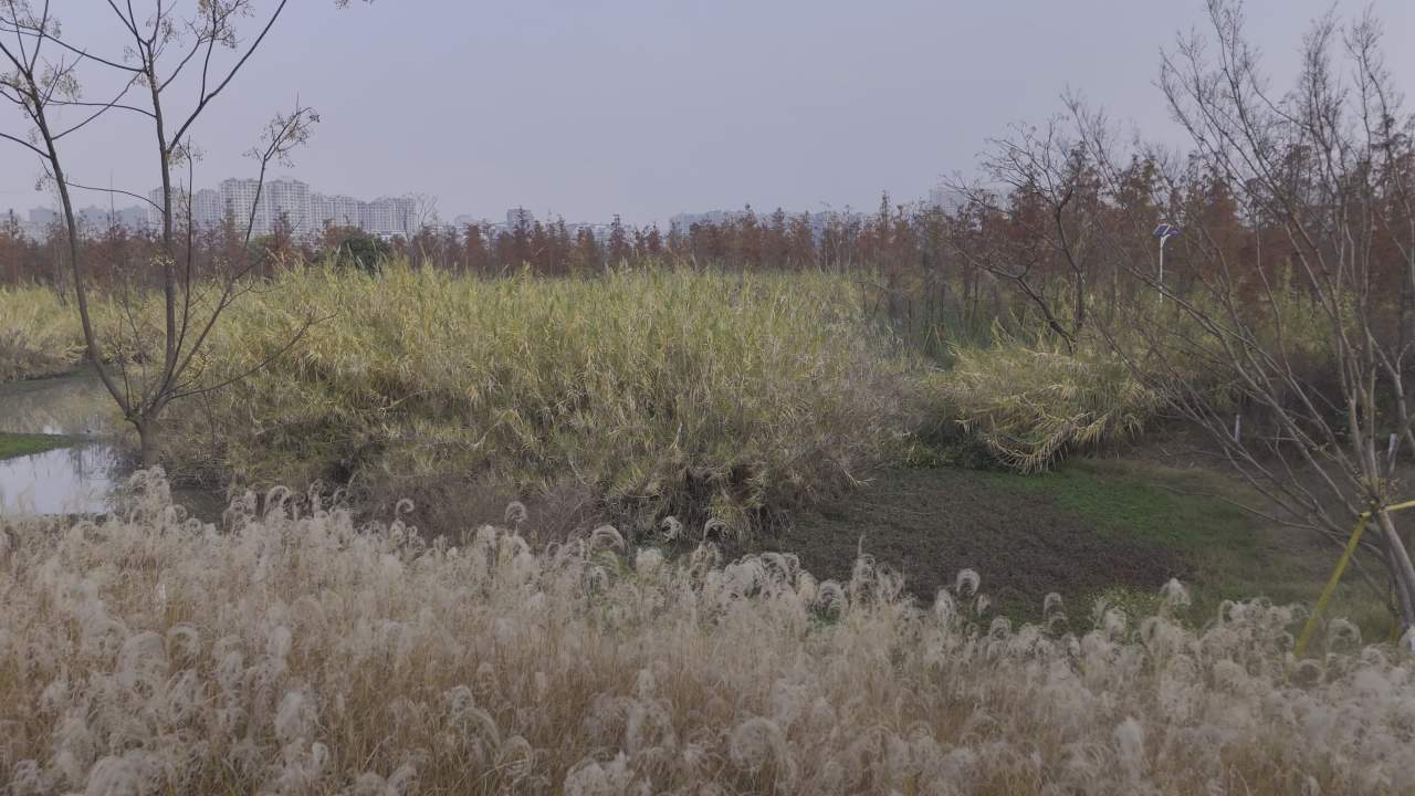 冬日的湿地 5