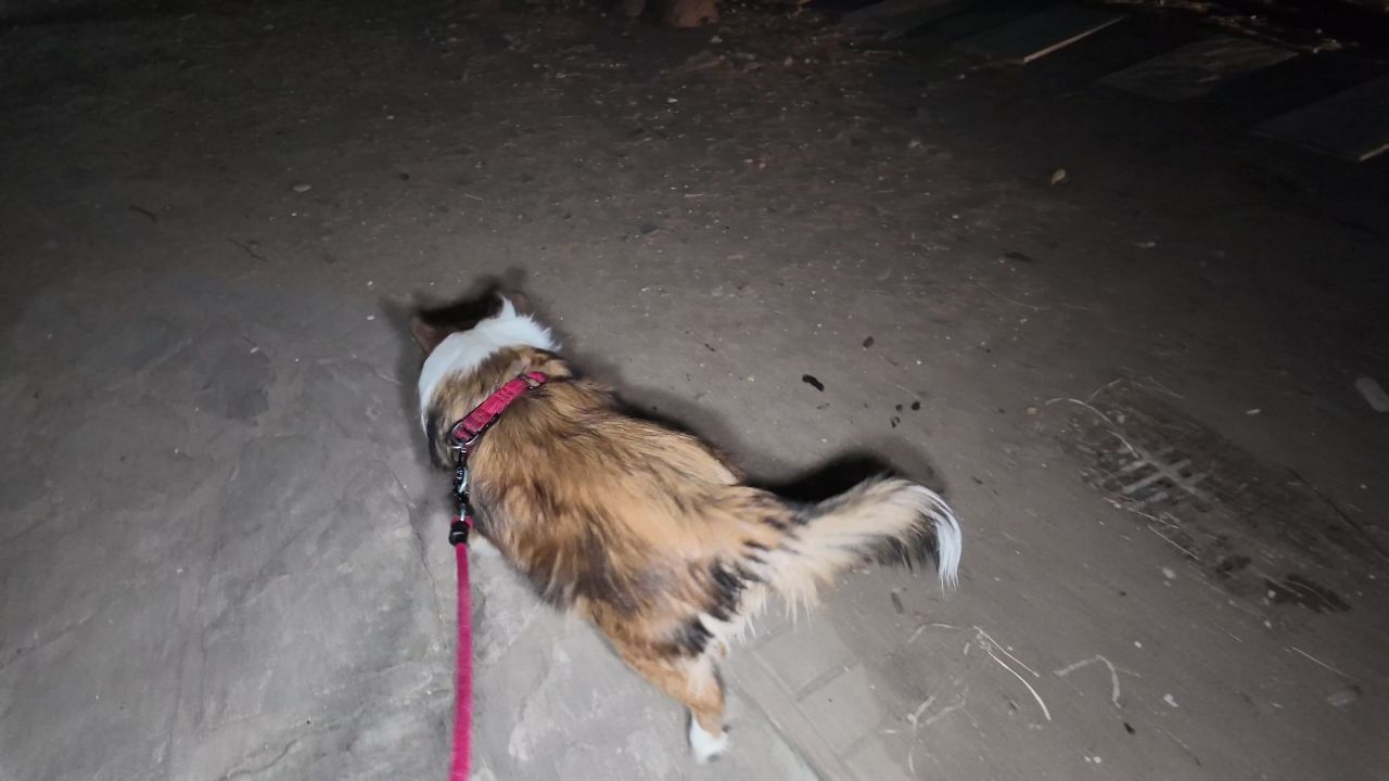 夜晚遛狗 1