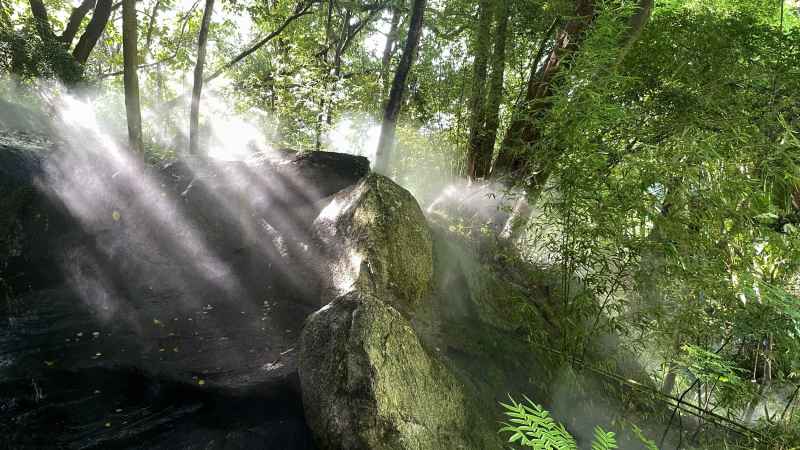 厦门植物园  雨林世界  雾气弥漫