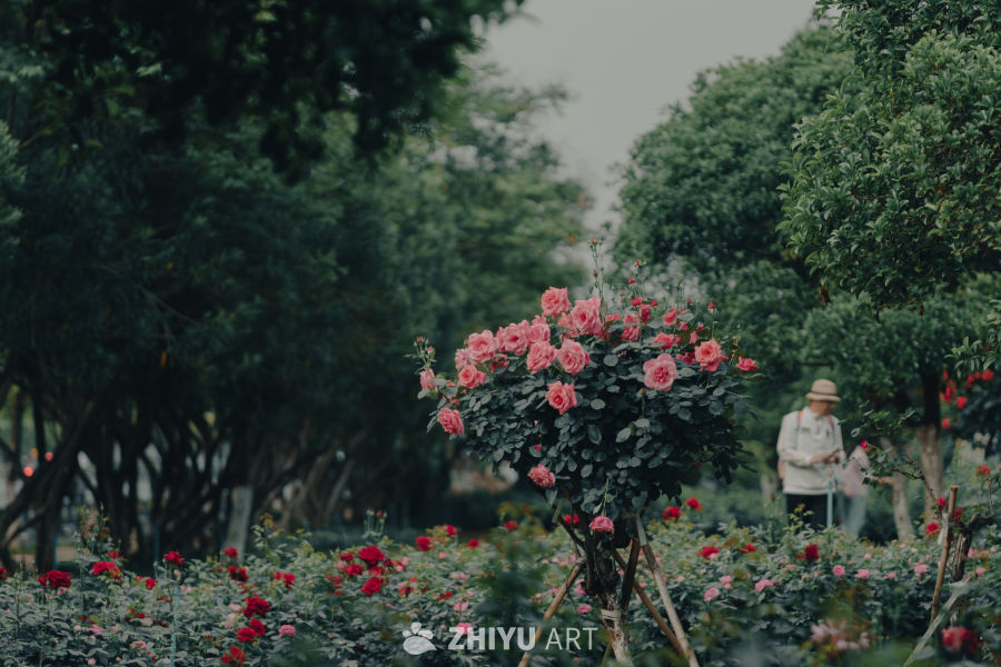 玫瑰园的悠闲时光