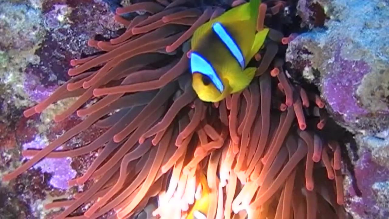 跳水海珊瑚礁水下