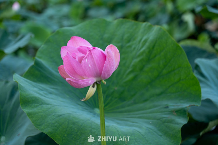 荷花 23