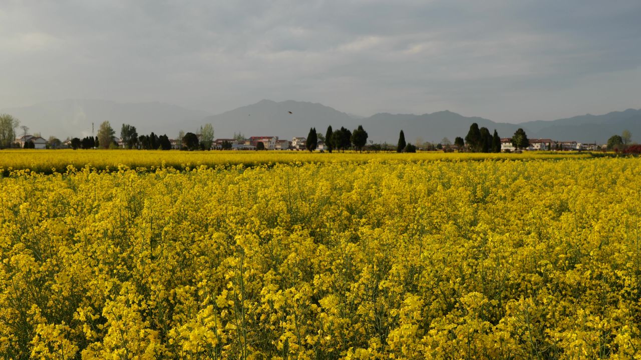 油菜花海