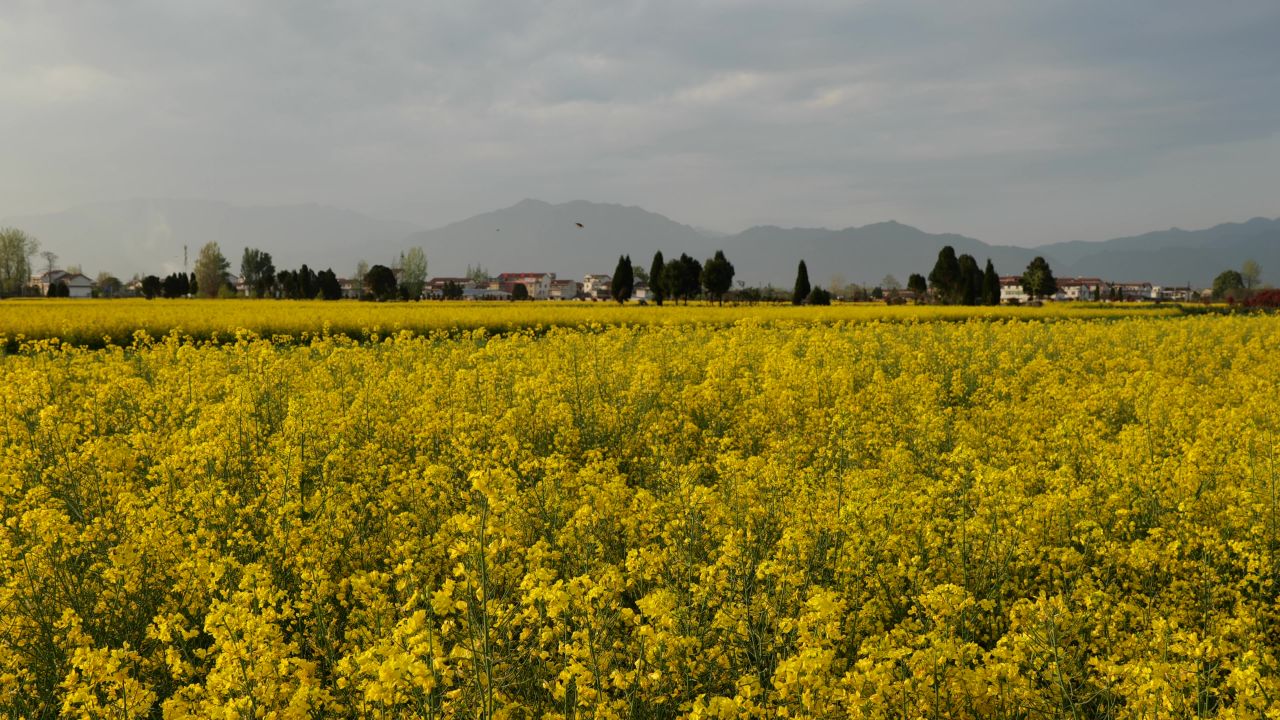 油菜花海