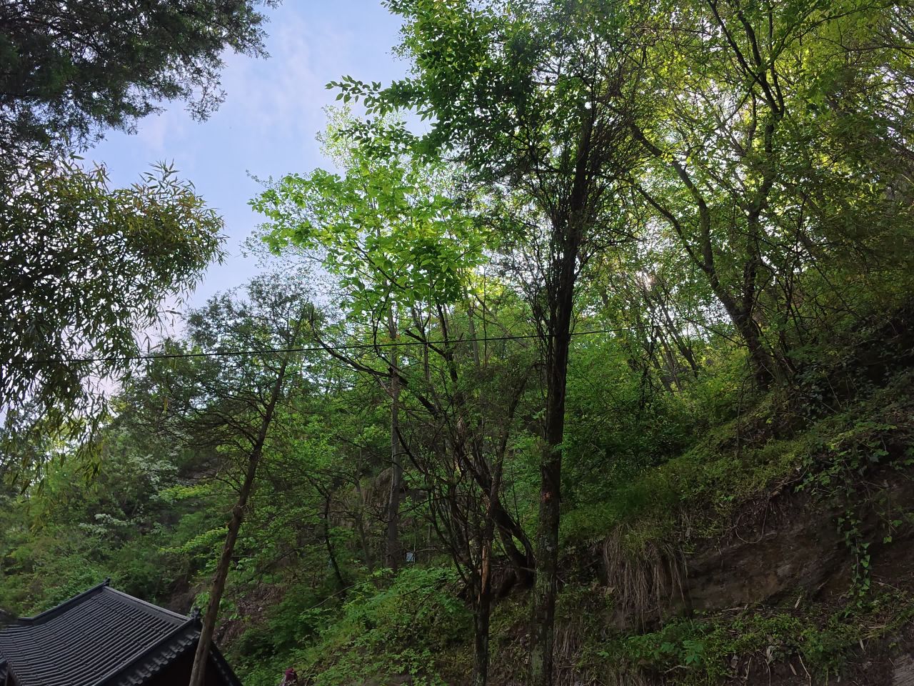 森林中的古街漫步