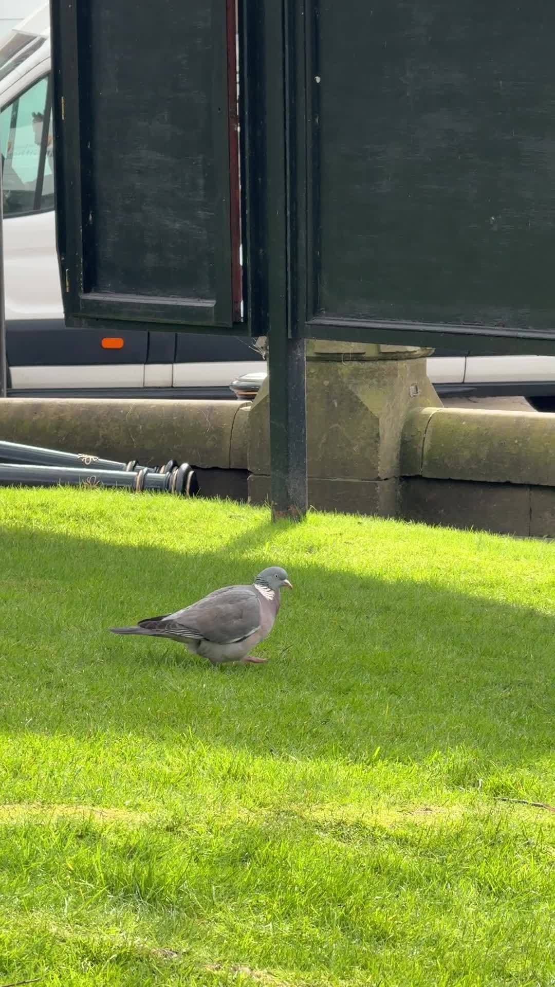 英国鸽子探头探脑