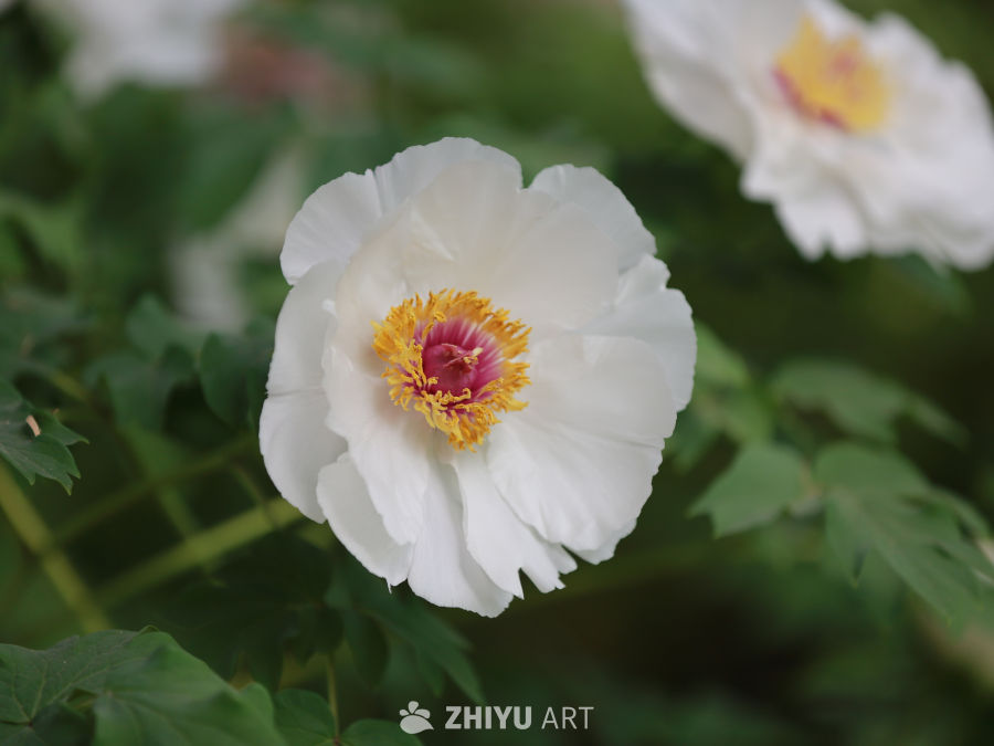 白色花朵的静谧之美