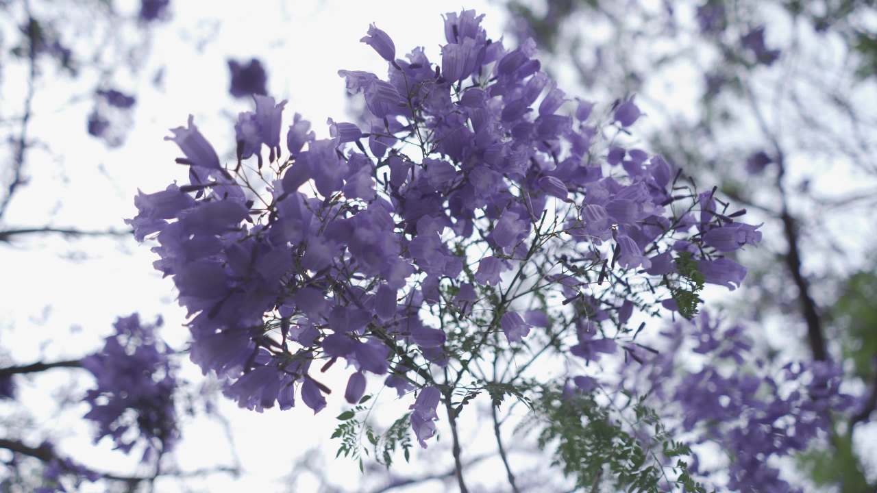 紫色花海的春天