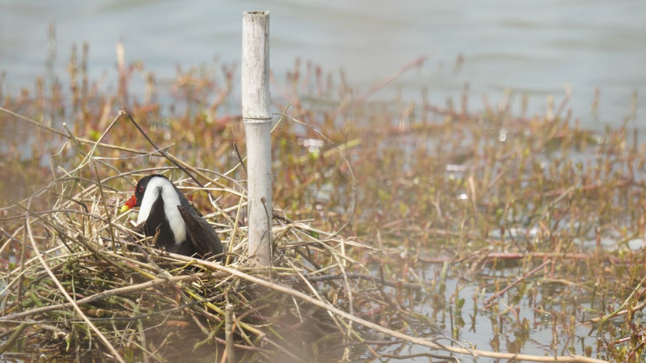 沼泽湿地野生黑水鸡秧鸡 5