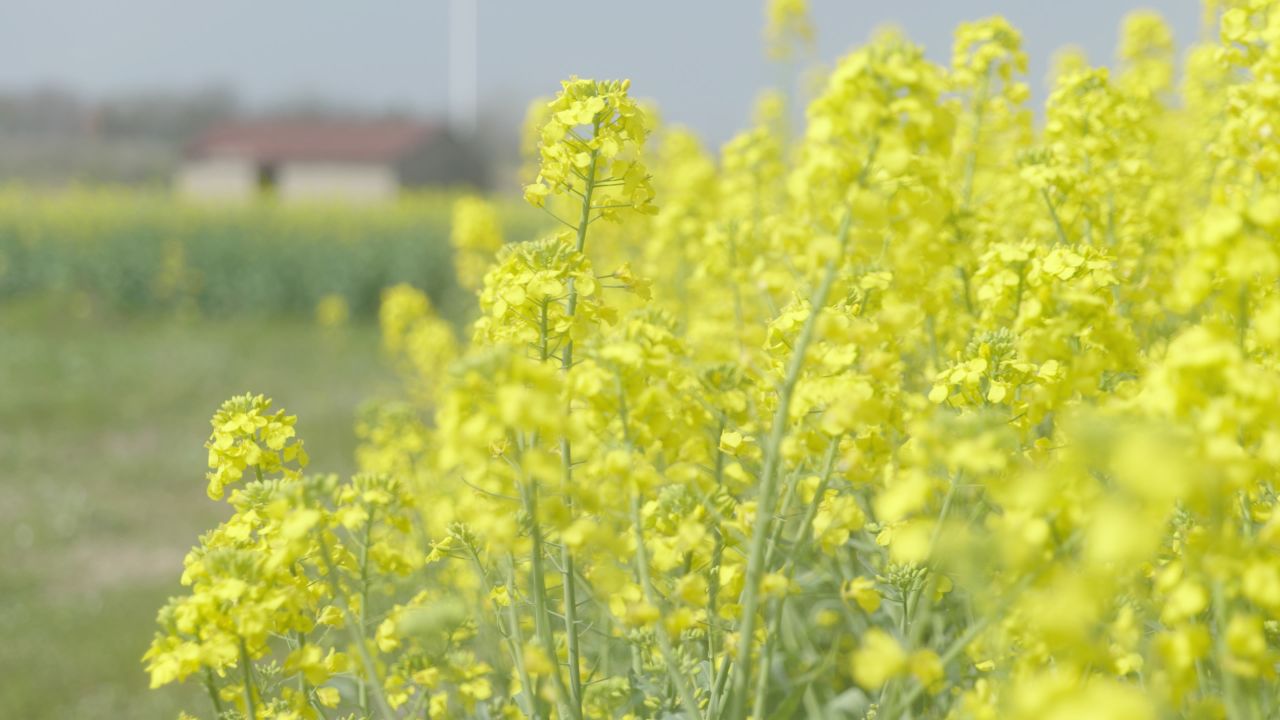春天农村油菜花海蜜蜂采蜜 35