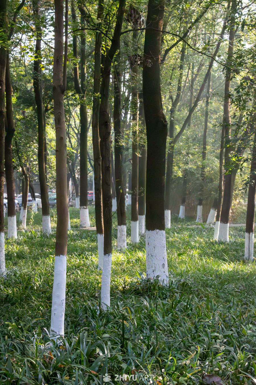 林隙里的光，裹着草香